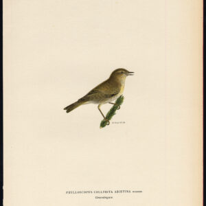 Phylloscopus Collybita Gewone Chiffchaff Von Wright 1917