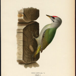 Picus Canus Grey Headed Specker Von Wright 1917