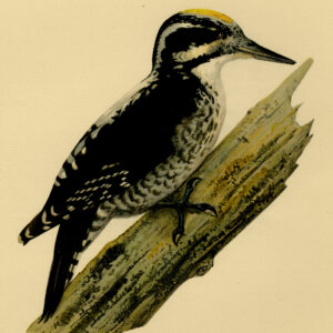 Picoides Tridactylus Drie Toed Specker Mannetje Von Wright 1917