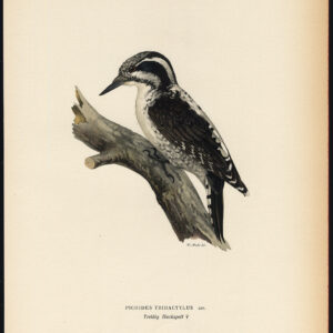 Picoides Tridactylus Drie Tenen Specker Vrouw Von Wright 1917