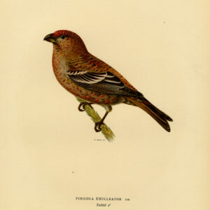 Pinicola Enucleator Pine Grosbeak Von Wright 1917