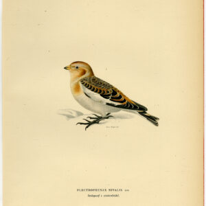 Plectrophenax Nivalis Snow Bunting Winter Plumage Von Wright 1917