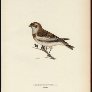 Plectrophenax Nivalis Snow Bunting Von Wright 1917