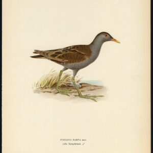 Porzana Parva Little Crake Von Wright 1917
