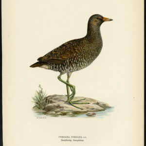 Porzana Porzana Spotted Crake Von Wright 1917