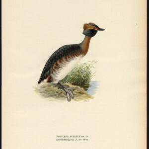 Podiceps Auritus Gehoornde Grebe Male Von Wright 1917