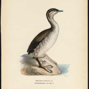 Podiceps Auritus Gehoornde Grebe Young Von Wright 1917