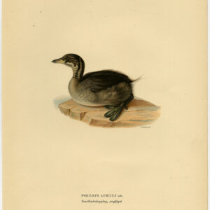 Podiceps Auritus Gehoornde Grebe Young Ii Von Wright 1917