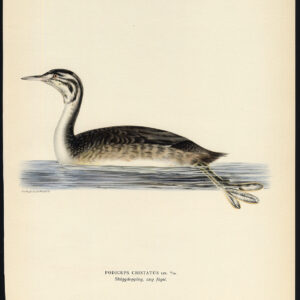 Podiceps Cristatus Grote Crested Grebe Young Von Wright 1917