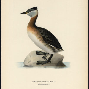 Podiceps Griseigena Red Necked Grebe Male Von Wright 1917