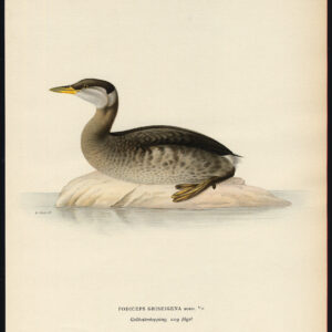 Podiceps Griseigena Red Necked Grebe Young Von Wright 1917