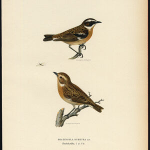 Saxicola Rubicola Europese Stonechat Von Wright 1917