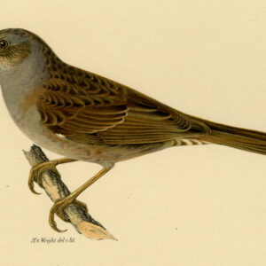 Prunella Modularis Dunnock Hedge Accentor Sparrow Von Wright 1917