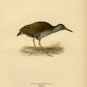 Rallus Aquaticus Water Rail Von Wright 1917