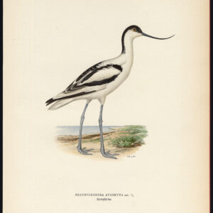 Recurvirostra Avosetta Pied Avocet Von Wright 1917