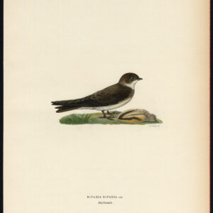 Riparia Riparia Sand Martin Bank Swallow Von Wright 1917