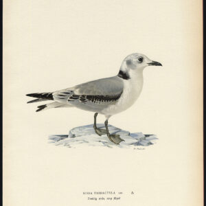 Rissa Tridactyla Black Legged Kittywake Gull Von Wright 1917