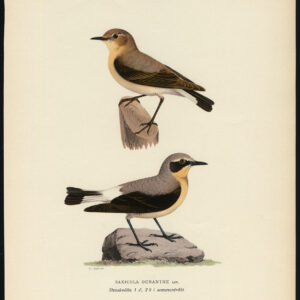 Saxicola Oenanthe Northern Wheatear Von Wright 1917