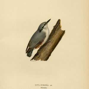 Sitta Europaea Eurasian Nuthatch Von Wright 1917