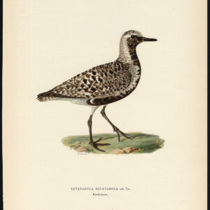 Pluvialis Squatarola Grey Plover Black Bellied Von Wright 1917