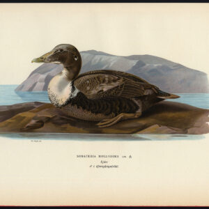 Somateria Mollissima Gewone Eider Eend Mannetje Ii Von Wright 1917