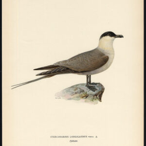 Stercorarius Longicaudus Long Tailed Jaeger Skua Von Wright 1917