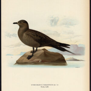 Stercorarius Parasiticus Jaeger Arctic Skua Von Wright 1917