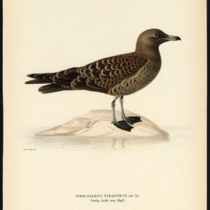 Stercorarius Parasiticus Jaeger Arctic Skua Young Von Wright 1917