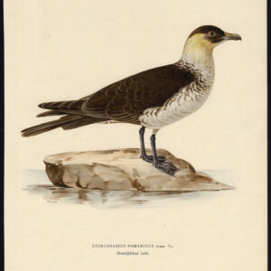 Stercorarius Pomarinus Pomarine Skua Jaeger Von Wright 1917