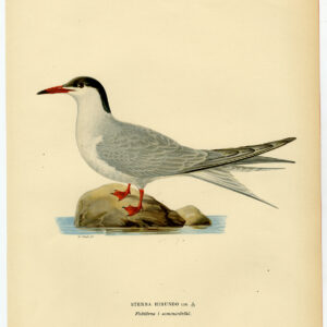 Sterna Hirundo Swallow Tern Von Wright 1917