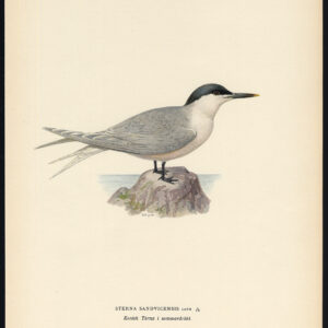Sterna Sandvicensis Sandwich Tern Von Wright 1917