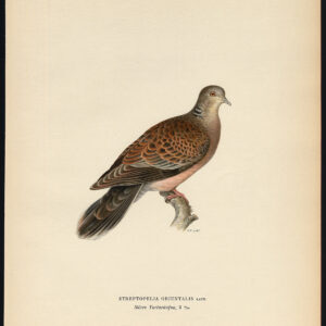 Streptoperia Orientalis Rufous Turtle Dove Von Wright 1917