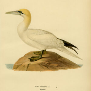 Morus Bassanus Northern Gannet Von Wright 1917