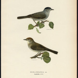 Sylvia Atricapilla Eurasian Blackcap Von Wright 1917