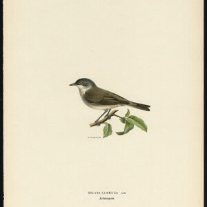 Sylvia Curruca Minder Whitethroat Von Wright 1917