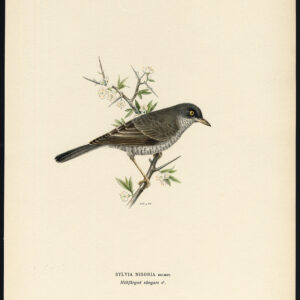Sylvia Nisoria Barred Warbler Von Wright 1917