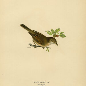 Sylvia Communis Gewone Whitethroat Von Wright 1917