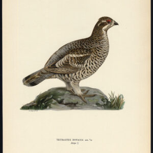 Tetrastes Bonasia Hazel Grouse Hen Female Von Wright 1917