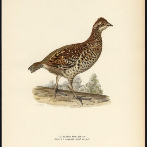 Tetrastes Bonasia Hazel Grouse Hen Young Female Von Wright 1917