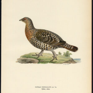 Tetrao Urogallus Western Capercaillie Grouse Hen Von Wright 1917