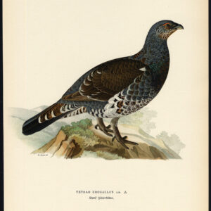 Tetrao Urogallus Western Capercaillie Grouse Ii Von Wright 1917