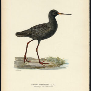Tringa Erythropus Totanus Spotted Roodhank Male Von Wright 1917