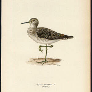 Tringa Glareola Houten Sandpiper Totanus Von Wright 1917