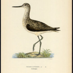 Tringa Nebularia Gewone Greenshank Von Wright 1917
