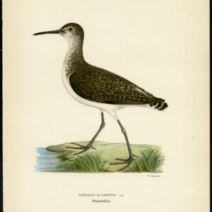 Tringa Ochropus Groene Sandpiper Totanus Von Wright 1917