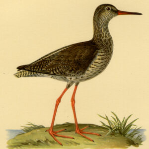 Tringa Totanus Gewone Redhank Von Wright 1917