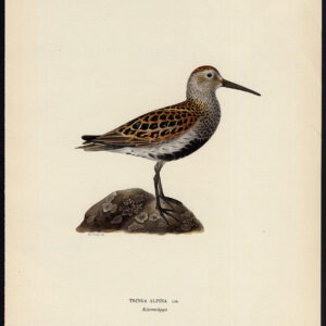 Tringa Calidris Alpina Dunlin Von Wright 1917
