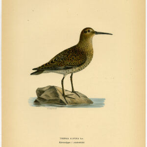 Tringa Calidris Alpina Dunlin Winter Plumage Von Wright 1917