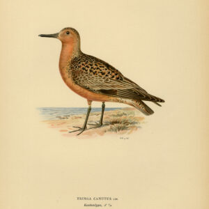 Tringa Calidris Canutus Red Knot Von Wright 1917