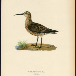 Tringa Calidris Ferruginea Curlew Sandpiper Von Wright 1917